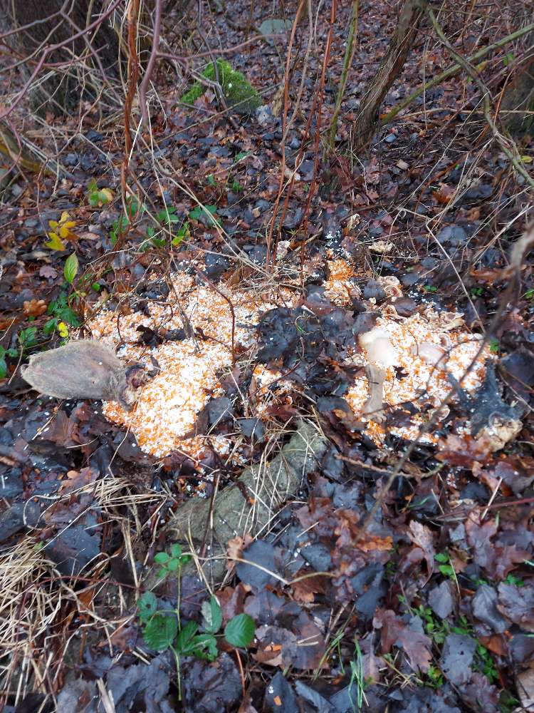 Giftköder-Schweineschnauzen, Kauknochen etc.-Profilbild