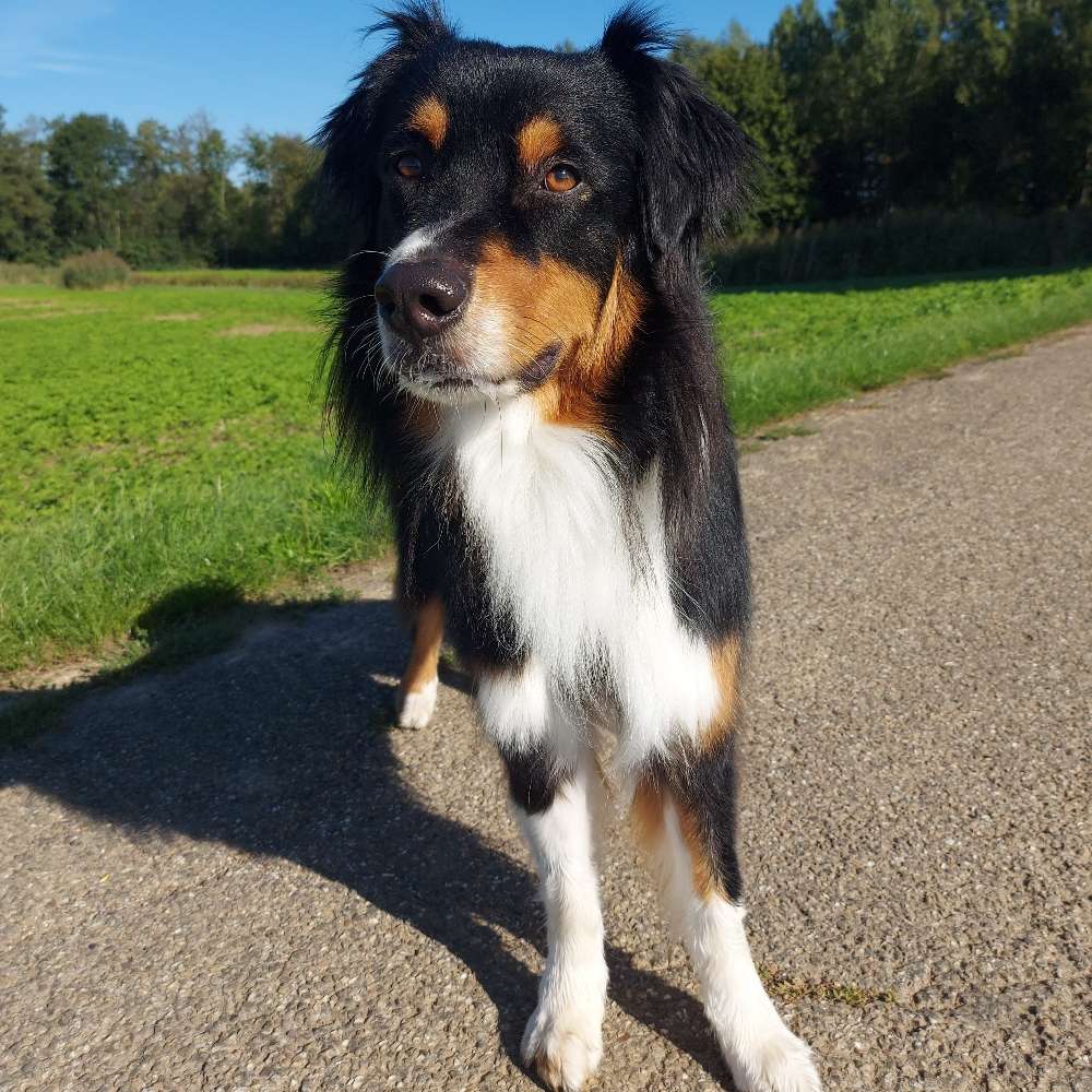 Hundetreffen-Gassirunde/Spielen-Profilbild