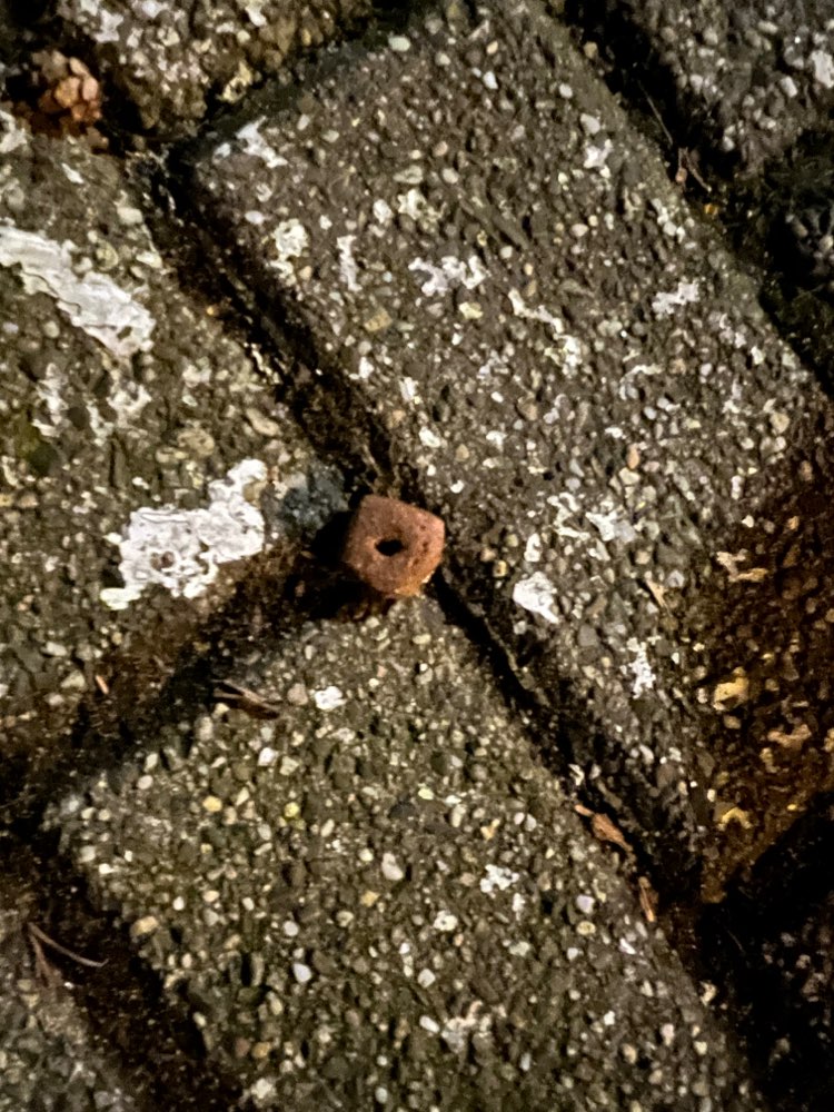 Giftköder-Futter ausgelegt-Profilbild