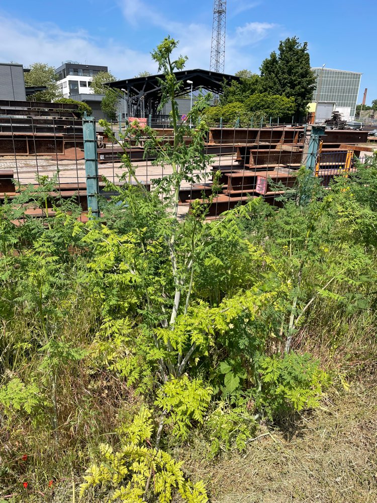 Giftköder-Roter Schierling (giftig)-Profilbild