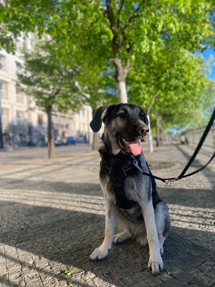 Hundetreffen-Suchen Junghund zum Spielen-Profilbild