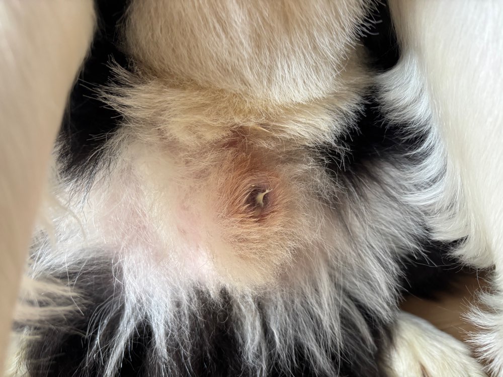 Giftköder-Mail vom Tierarzt: Magen-Darm-Infekt-Profilbild