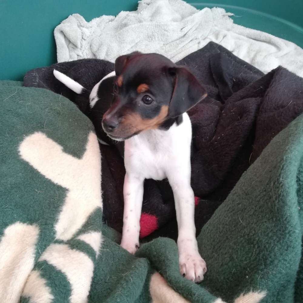 Hundetreffen-Gemeinsamer Austausch-Profilbild