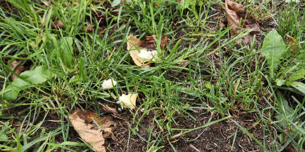 Giftköder-Brötchen-Stücke-Profilbild