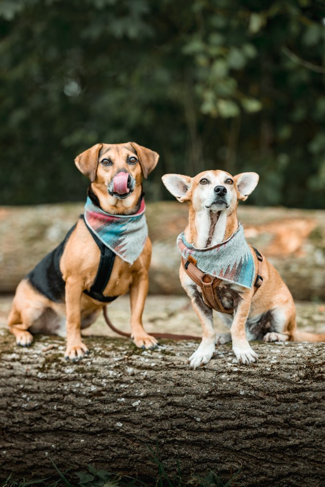 Hundetreffen-Gassi- und Spieltreffen-Profilbild