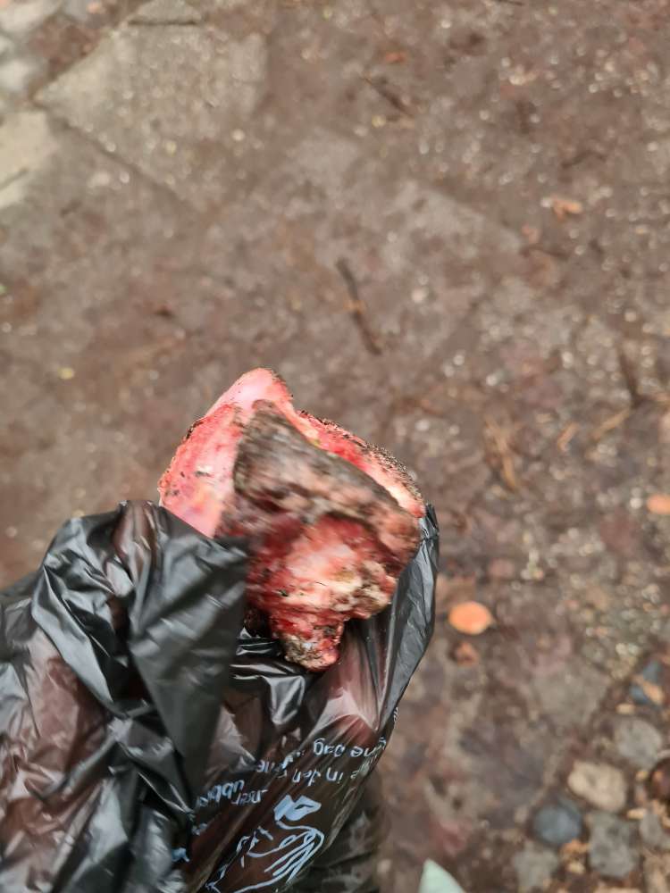 Giftköder-Knochen in der Geibelstraße-Profilbild