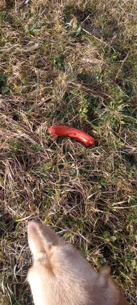 Giftköder-Wurst am Wegrand-Profilbild