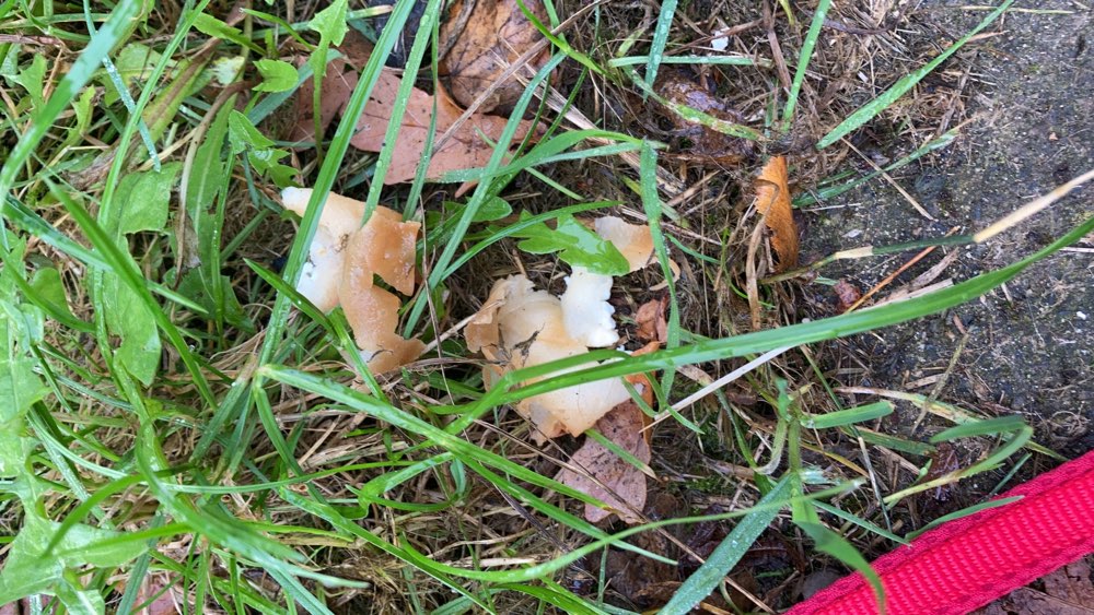 Giftköder-Eventueller Giftköder-Profilbild