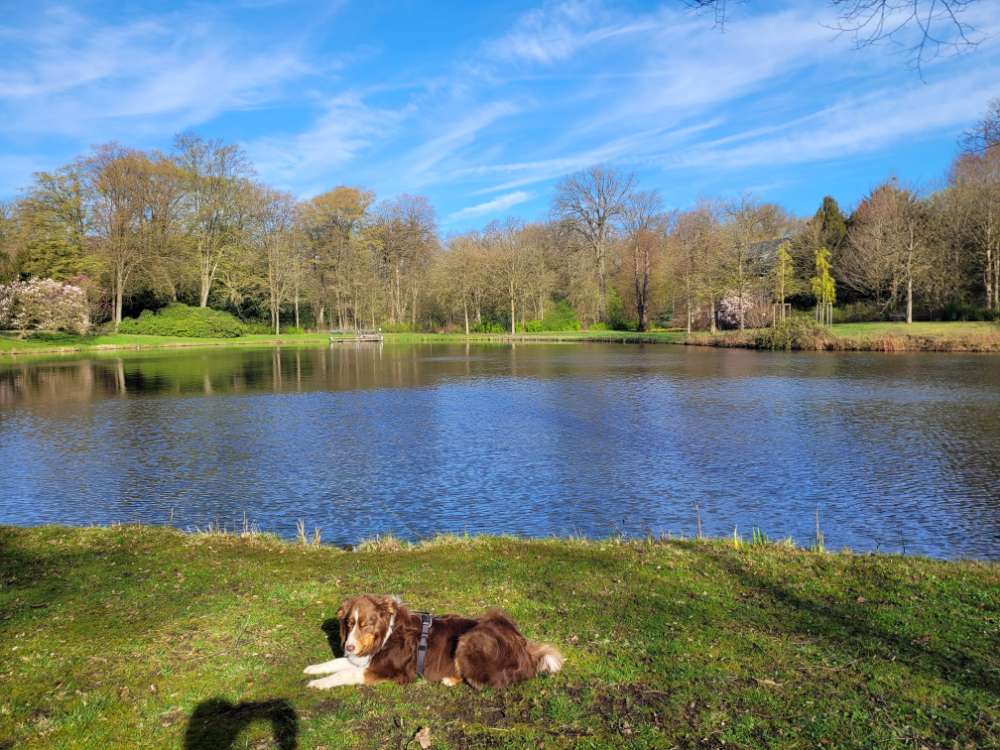Hundetreffen-Gassirunde im Bürgerpark Bremen-Profilbild