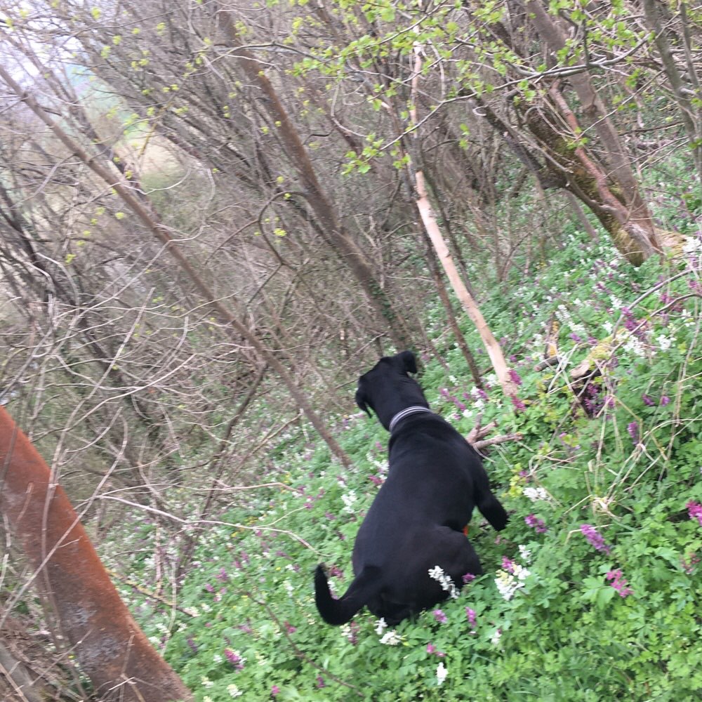 Hundetreffen-Spieltreffen-Profilbild