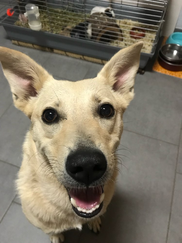 Hundetreffen-Übungspartner oder Gruppe zum mitmachen gesucht-Profilbild