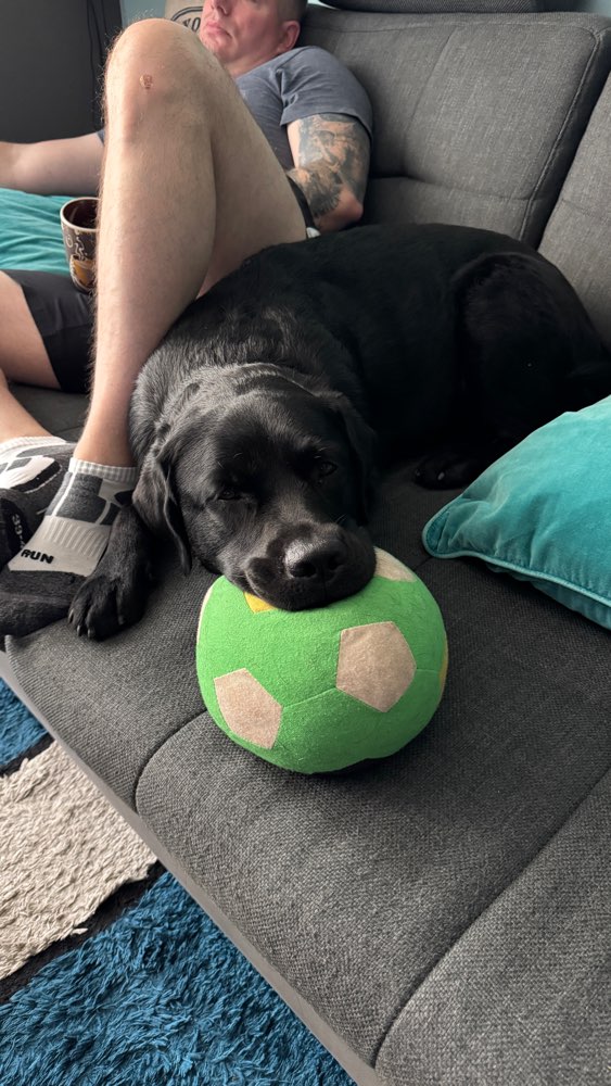 Hundetreffen-gemeinsames spazieren gehen OHNE direkten Hundekontakt-Profilbild