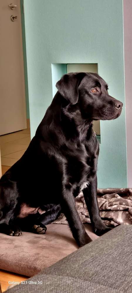 Hundetreffen-Yukon sucht Spielpartner-Profilbild