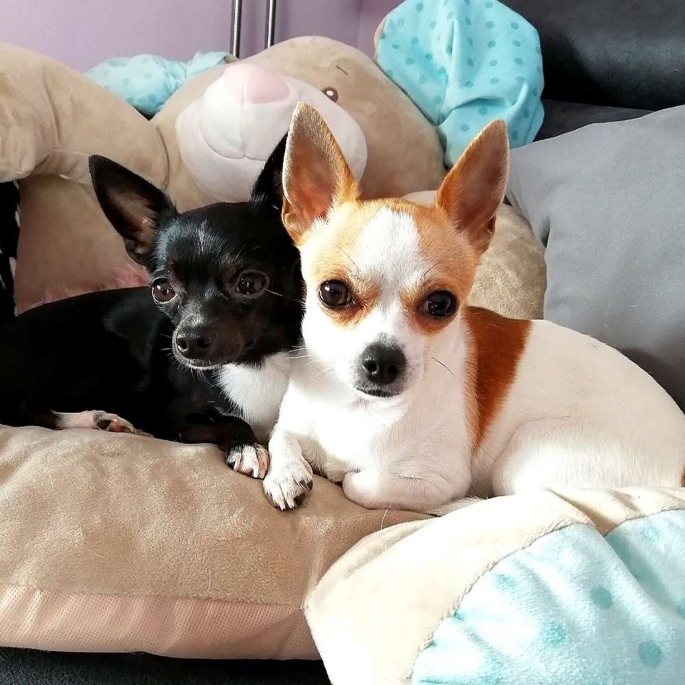 Hundetreffen-Kleine Spielkameraden gesucht-Profilbild