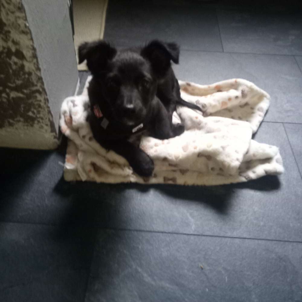 Hundetreffen-Welpen oder Junghunde treffen auf der Trasse-Profilbild