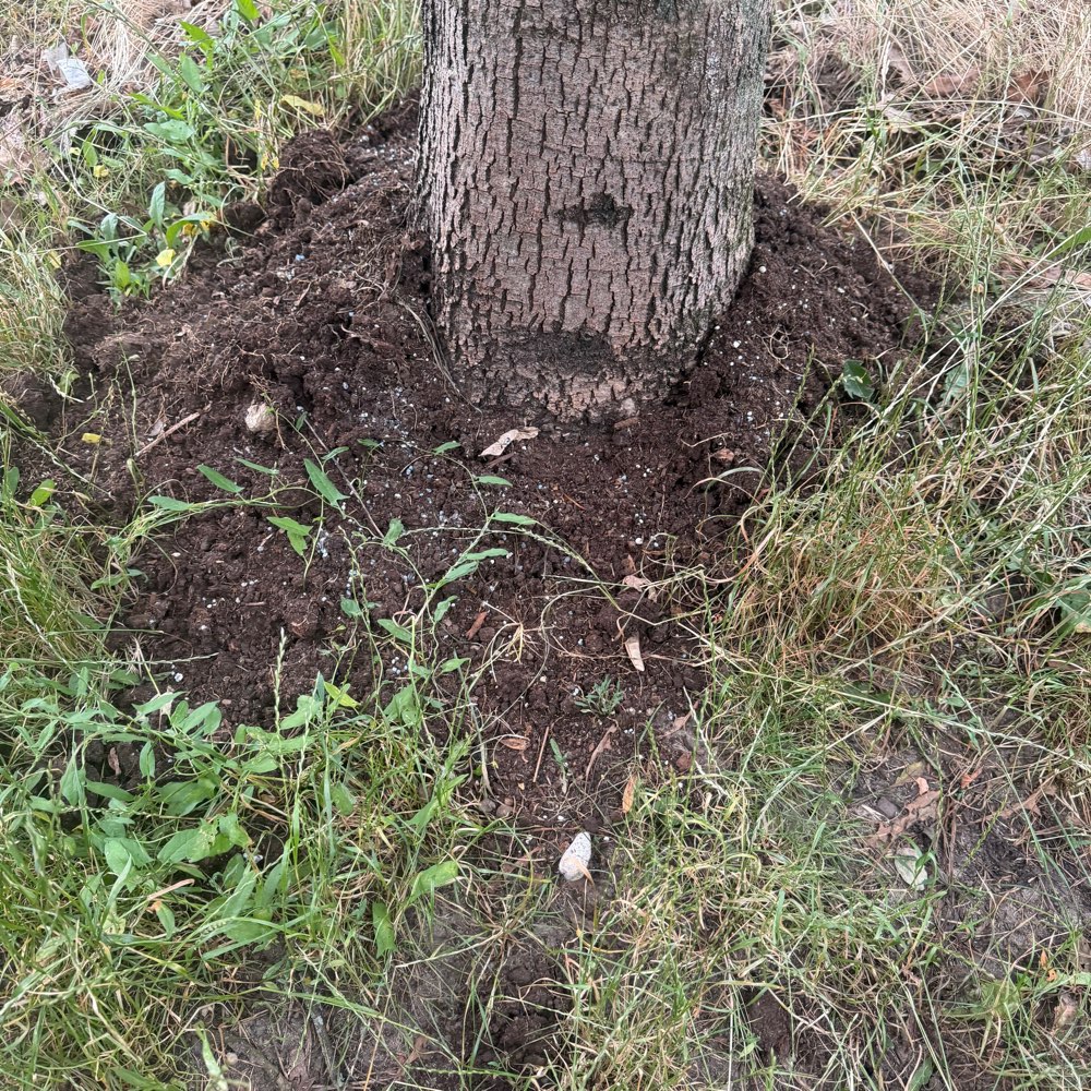Giftköder-Evtl. Blaukorn am Baum-Profilbild