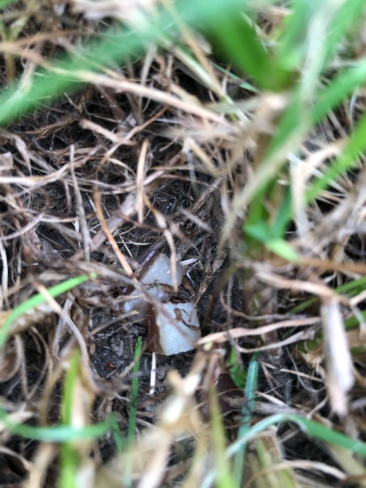 Giftköder-Köder, kleine Speckwürfelchen-Profilbild