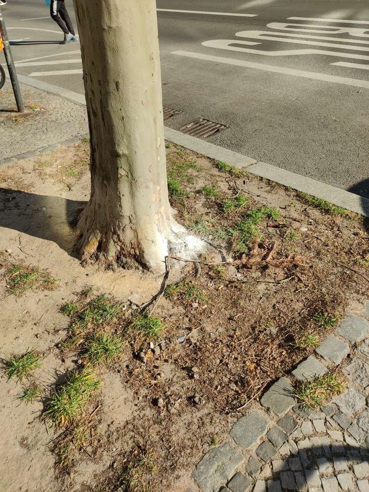 Giftköder-Suspicious white power-Profilbild