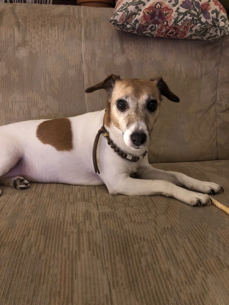 Hundetreffen-Zoey ist ein Jassel-Profilbild