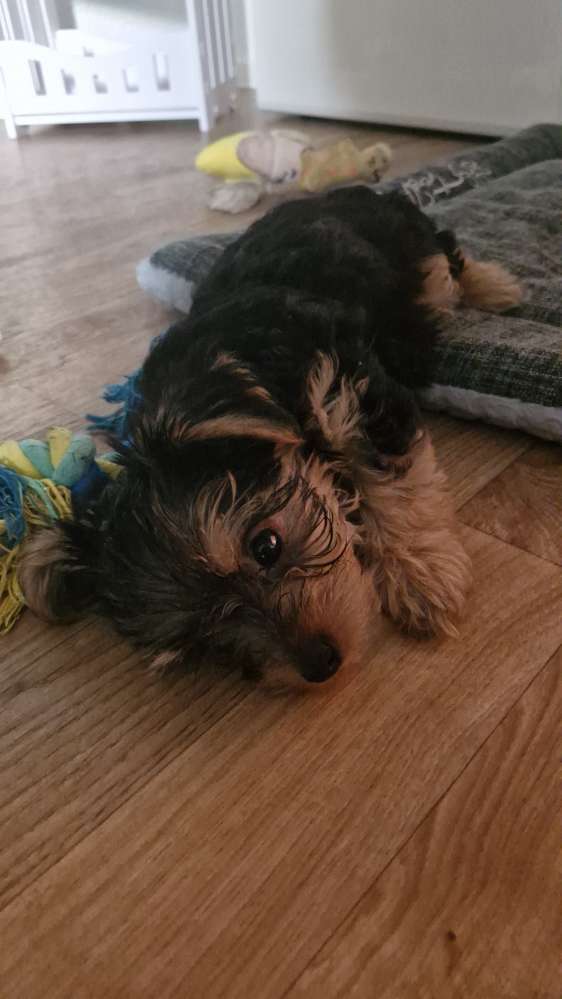 Hundetreffen-Welpentreffen in Halle Neustadt-Profilbild