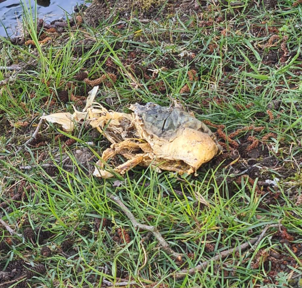 Giftköder-Evtl. Giftköder-Profilbild