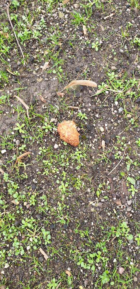 Giftköder-Giftköder-Profilbild