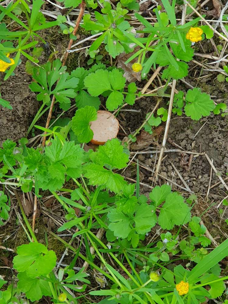 Giftköder-Giftköder-Profilbild