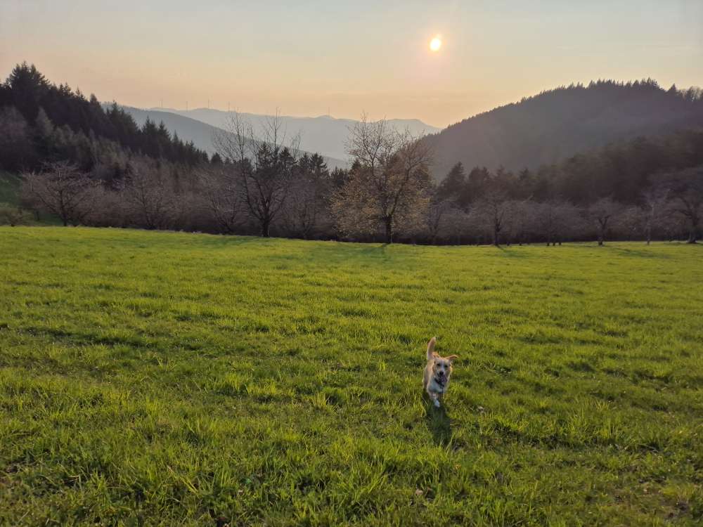 Hundetreffen-Spieltreff rund um Zell a. H.-Profilbild