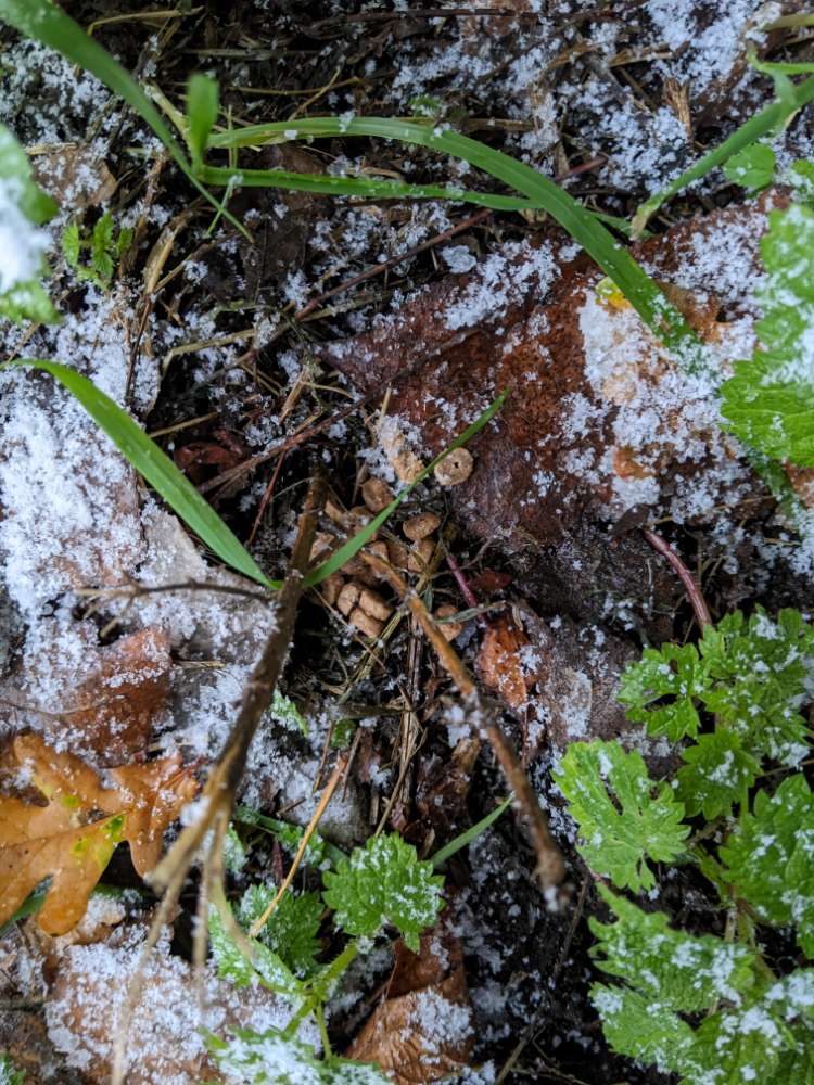 Giftköder-Wahrscheinlich Giftköder am Lenzbergweg-Profilbild