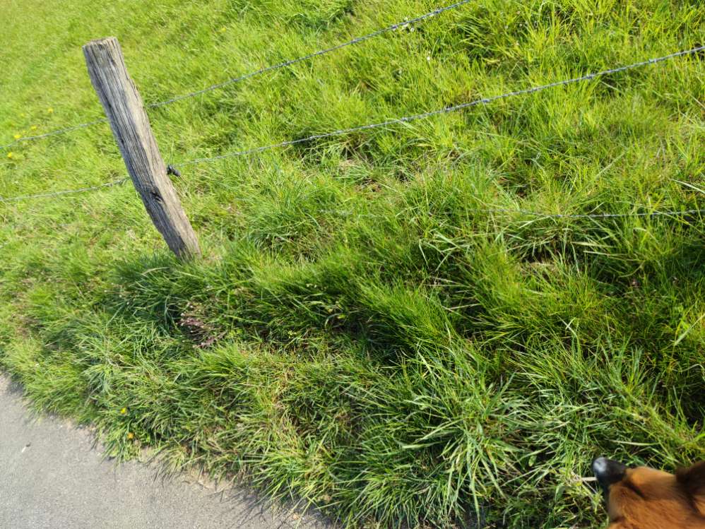 Giftköder-Stacheldraht in Bodennähe-Profilbild