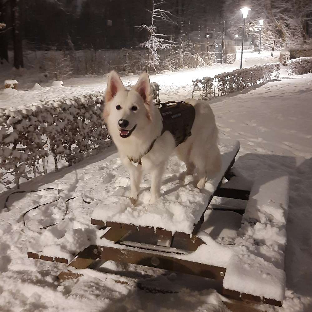 Hundetreffen-Spielrunde in bad oldesloe-Profilbild