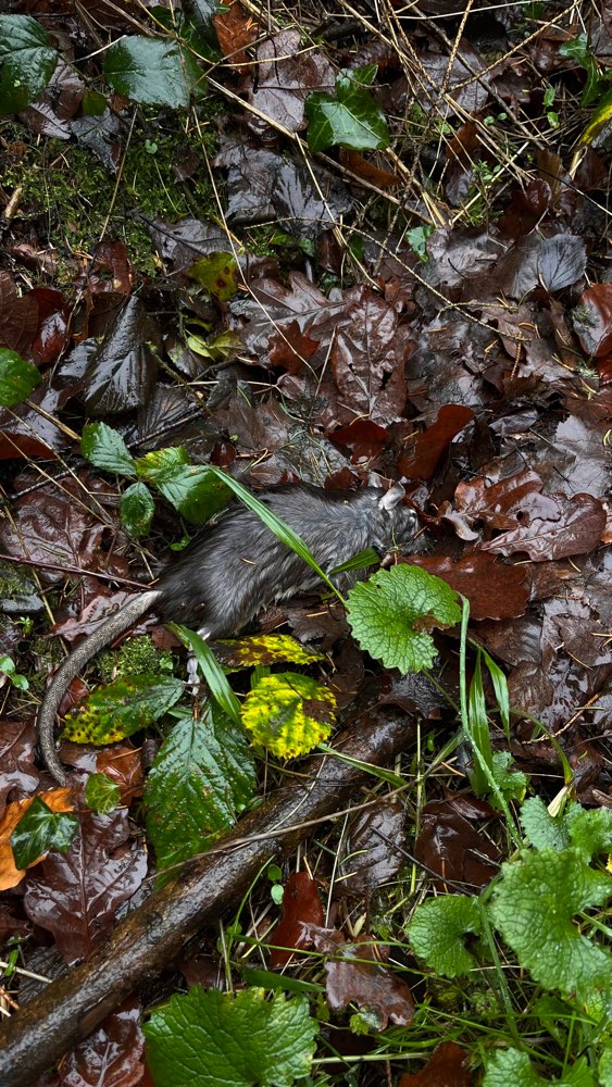 Giftköder-Rattenkadaver Waldstadion/Hundeplatz-Profilbild