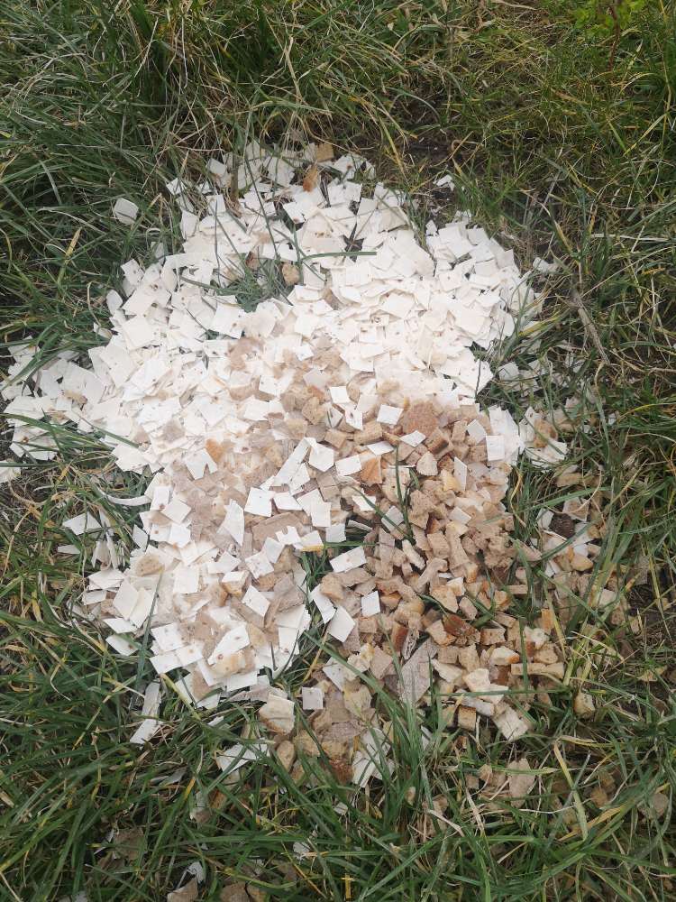 Giftköder-eventueller Giftköder-Profilbild