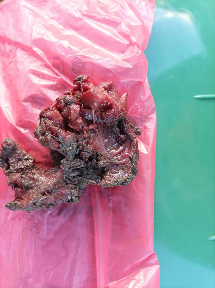 Giftköder-Fraglicher Giftköder in Aschau/Kirchberg-Profilbild