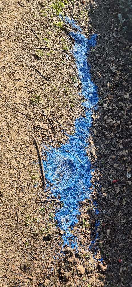 Giftköder-BLAUKORN VERTEILT IN GROßER MENGE-Profilbild