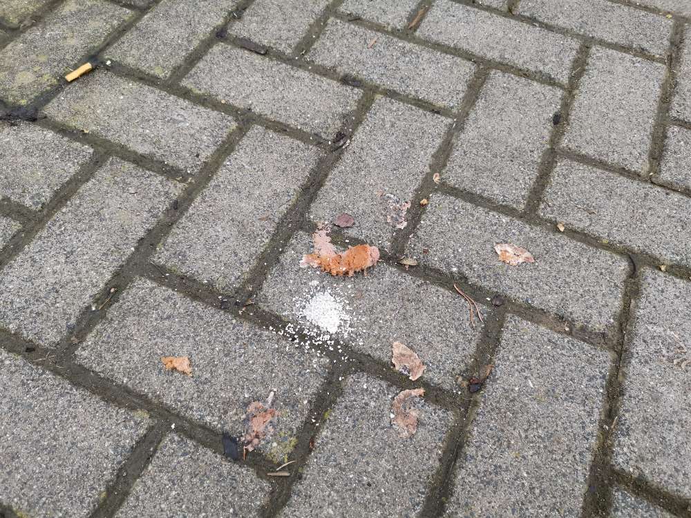 Giftköder-Potentieller Giftköder-Profilbild