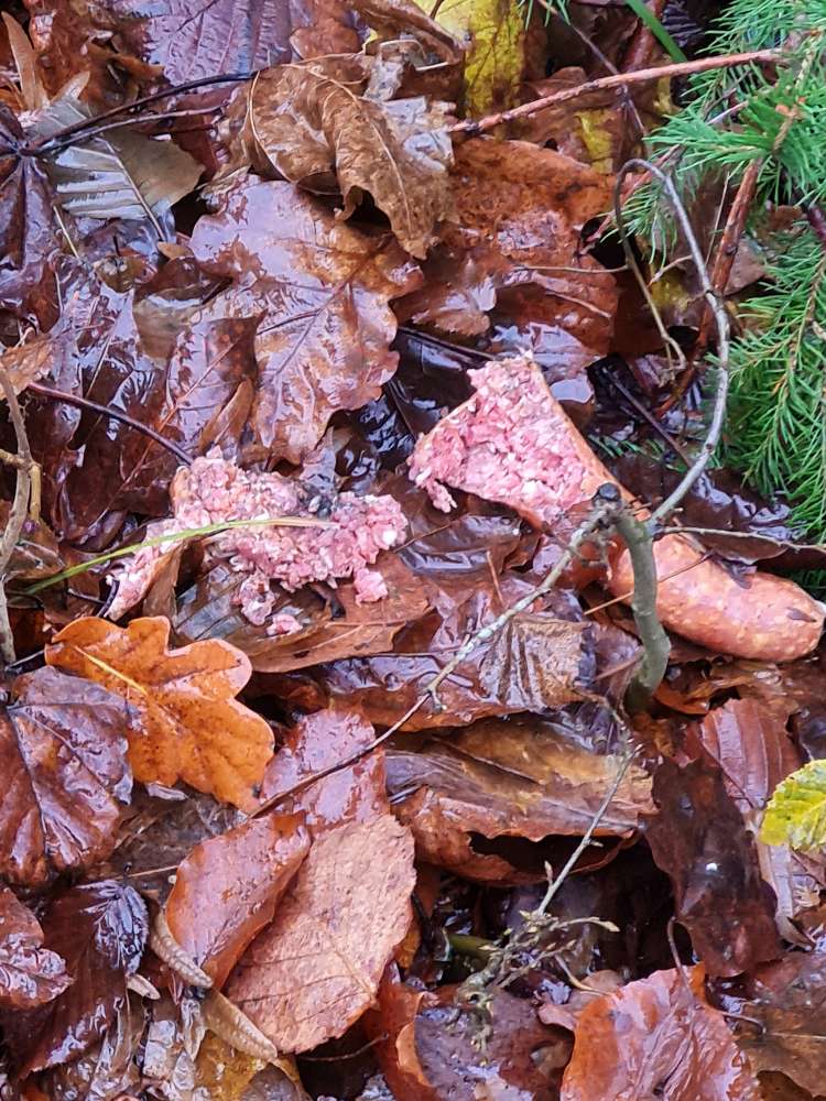 Giftköder-Mettwurst am Wegesrand-Profilbild