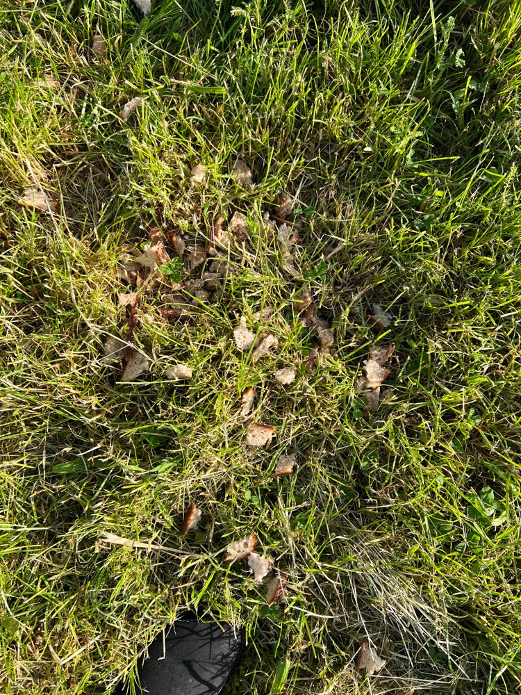 Giftköder-Brotstücke auf der Wiese-Profilbild