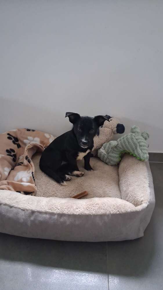 Hundetreffen-Suchen Freund zum Spielen für unsere Fiene-Profilbild