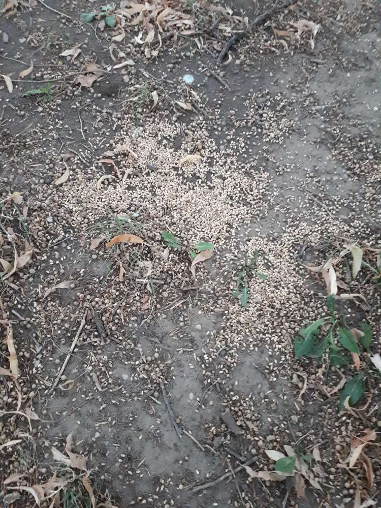 Giftköder-Giftköder-Profilbild