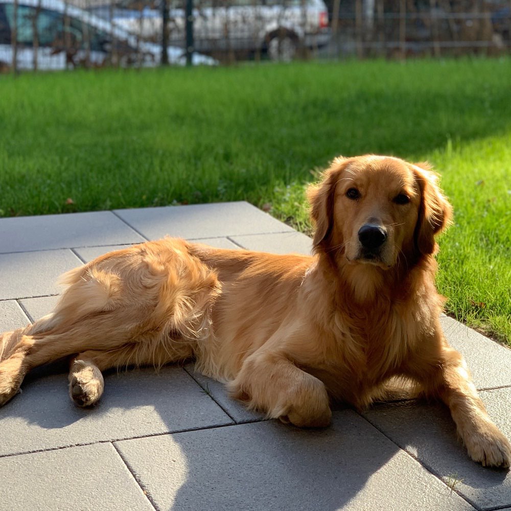 Hundetreffen-Brody sucht neue Freunde-Profilbild