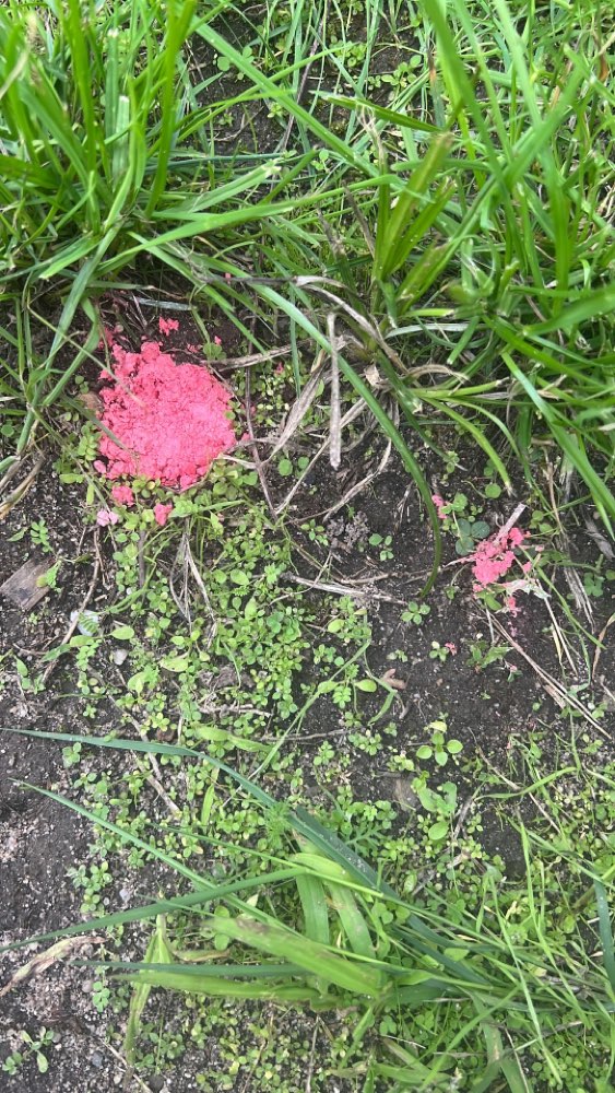 Giftköder-Rattengift-Profilbild