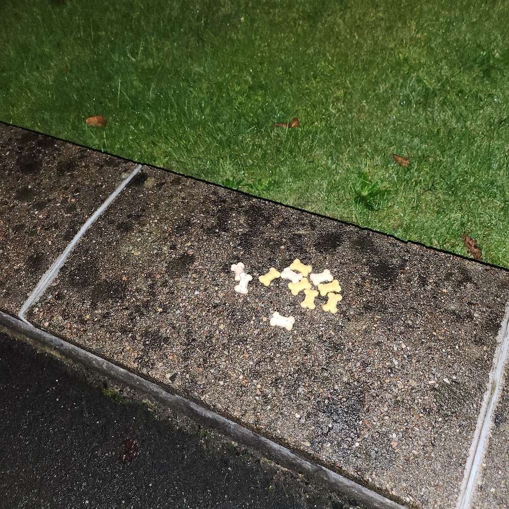 Giftköder-Ausgelegte Leckerlies-Profilbild