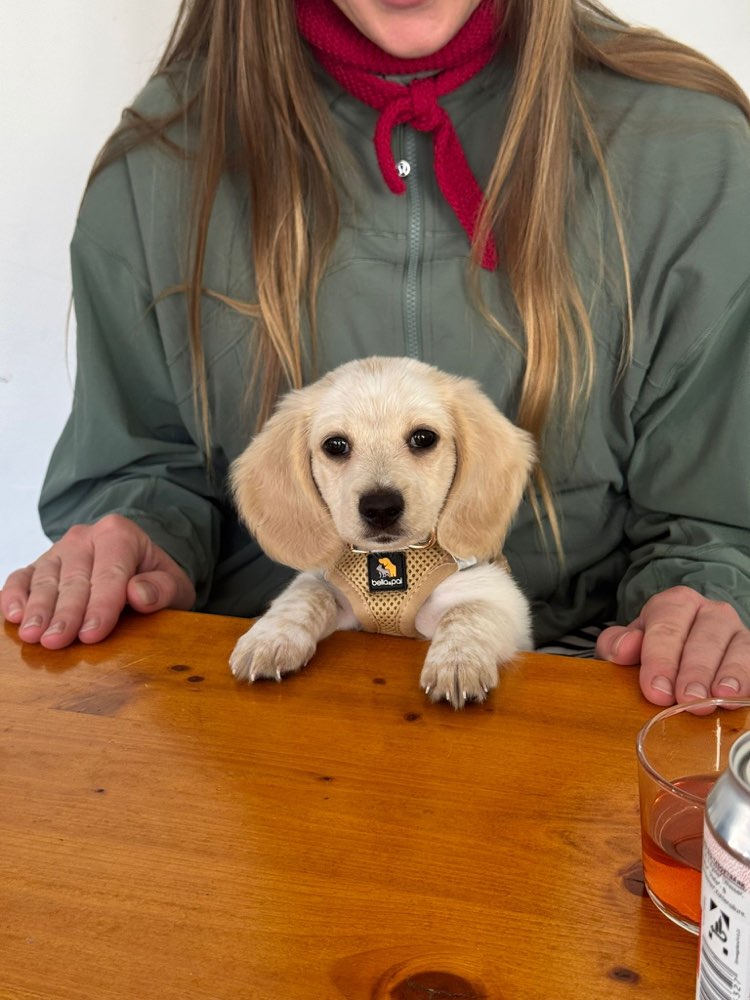 Hundetreffen-Dackelwelpen Treffen/ Gassi-Profilbild