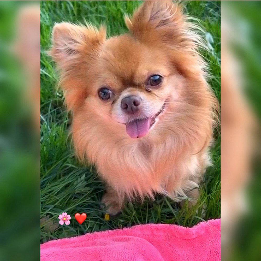 Hundetreffen-Chapo sucht Kollegen 😜-Profilbild