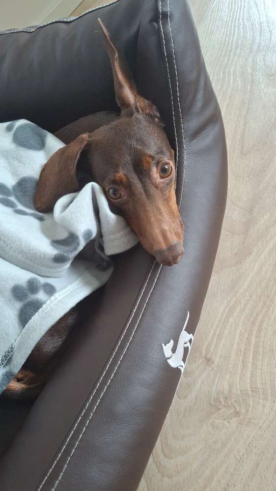 Hundetreffen-Hundebetreung und spazieren gehen im Neuburger Wald,in Passau-Profilbild