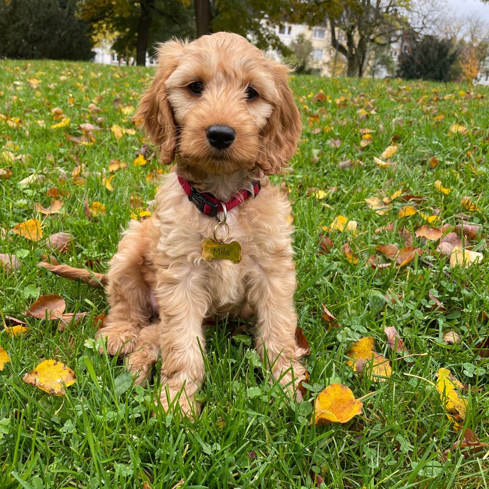 Hundetreffen-Spielrunde Frankfurt Riedberg-Profilbild