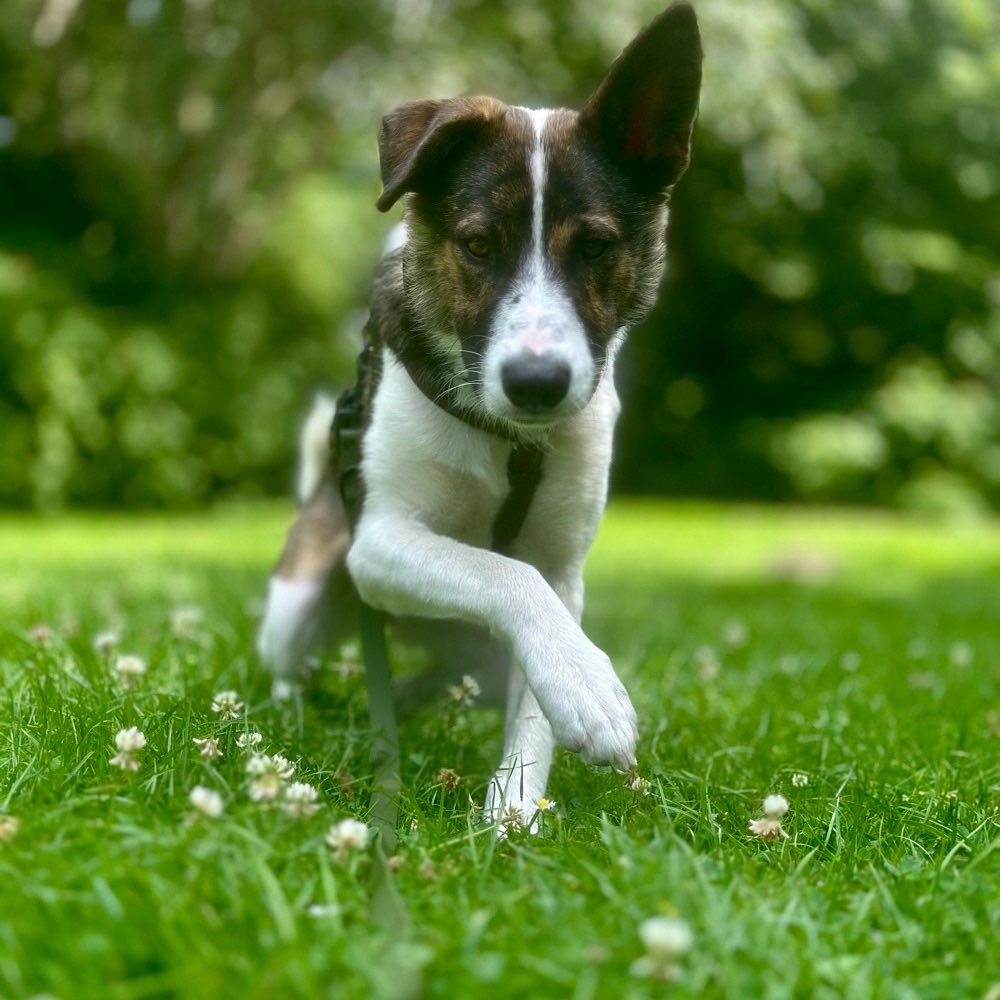 Hundetreffen-Hundefreund(e) gesucht-Profilbild