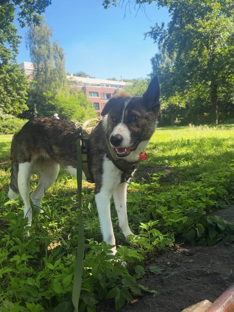 Hundetreffen-Hundefreund(e) gesucht-Profilbild