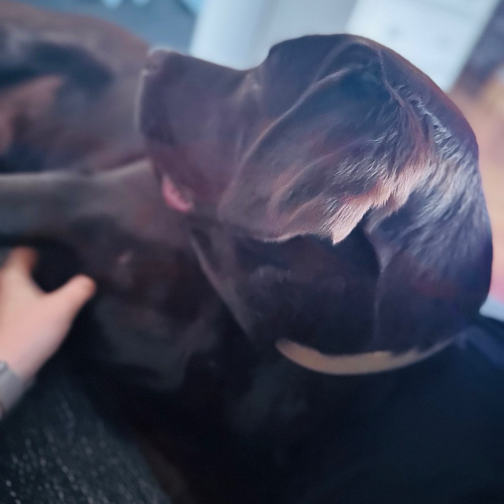 Hundetreffen-Hundekontakt gesucht-Profilbild